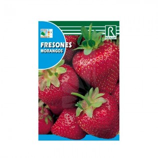 Graines de fraisiers ✅ GRAINES POTAGER ET AROMATIQUES en ligne