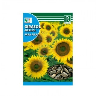 【SUNFLOWER SEEDS】⭐ HYDROPONICS BLANES