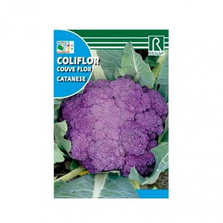 CAULIFLOWER SEEDS ✨ GROW SHOP HYDROPONICS ✨