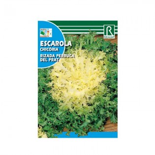 ESCAROLE SEEDS ✅ HYDROPONICS BLANES ✅