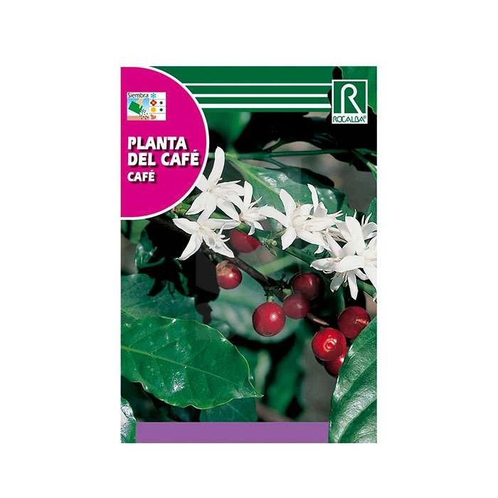 Semillas de Planta de Café Semillas de Planta de Café