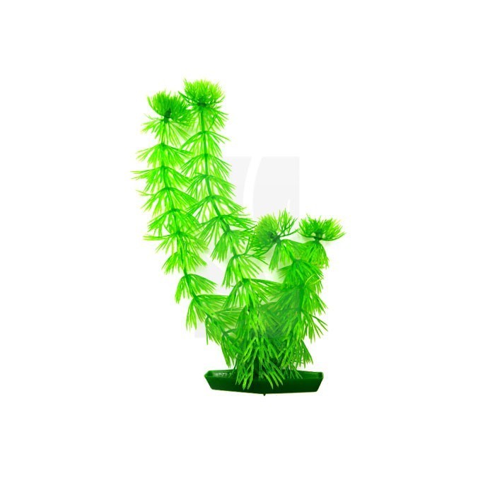 Mittlere Aquarienpflanze 20 cm