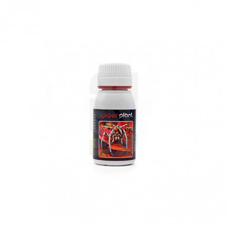 Comprar Spider Plant de 60 ml.