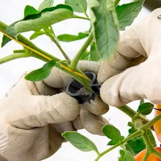 Entutor Clip 100 units ✅ Grow Shop Online