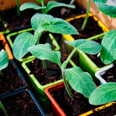 VQB Topf 7 x 7 x 6,5 cm Gelb