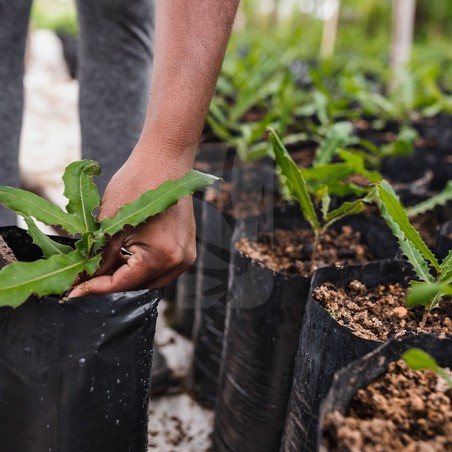 Sacco di Coltivazione 15 x 18 cm 1 unità