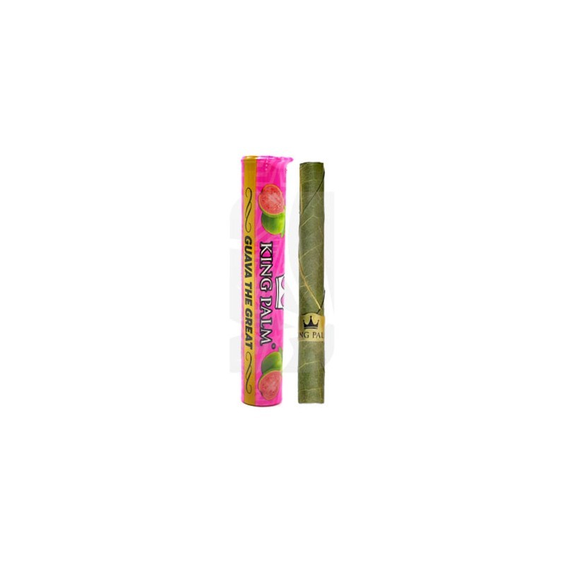Single Mini Tube Guava King Palm Single Mini Tube Guava King Palm