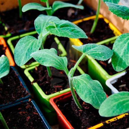 VQB Pot 7 x 7 x 6.5 cm Blue