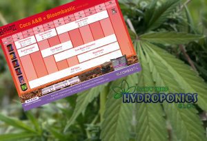 Guia de Cultivo B’Cuzz de Coco A&B + Bloombastic