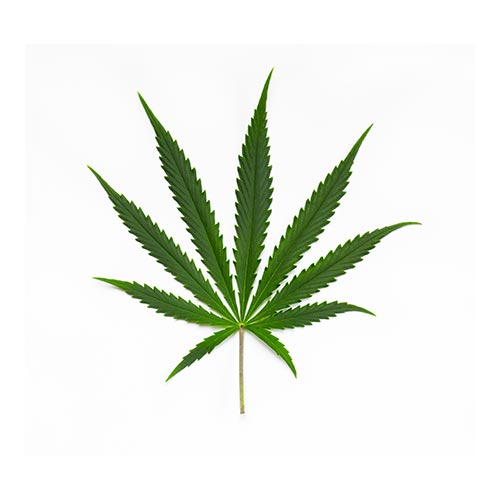 hoja sativa hydroponics blanes Sativa