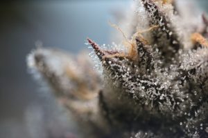 I Tricomi della Pianta di Cannabis