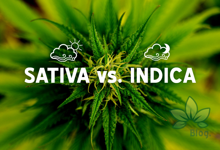 diferencias entre indica y sativa