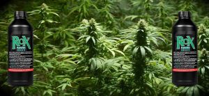How to Use ROX – Flowering Enhancer
