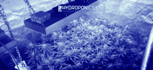 Indoor Cannabis Cultivation: Strategies for a Successful Harvest