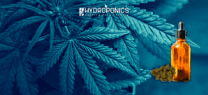Como hacer Aceite de Cannabis en Casa