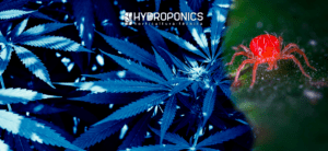 How to Control Spider Mites in Cannabis Cultivation
