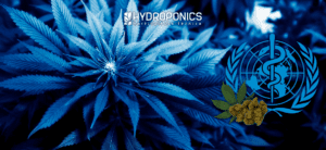 Cultivar Cannabis Medicinal para el Insomnio Crónico