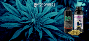 Cómo Cultivar Cogollos de Marihuana Grandes y Saludables