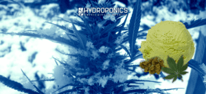 Helado de Cannabis: Receta Deliciosa para un Placer Refrescante