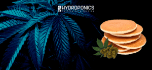 Creps de Cannabis: Receta fácil y deliciosa