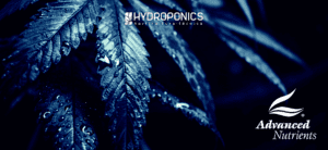 Advanced Nutrients Fertilizers for Cannabis Cultivation