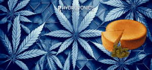 Gâteau au Cannabis: Un Voyage Culinaire Unique