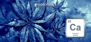 How to Detect Calcium Deficiency in Cannabis Cultivation