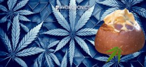 Receita de Panquemaos de Marijuana Recheados
