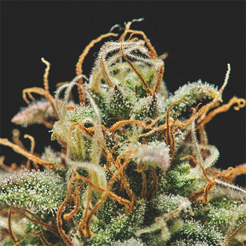 cultivar cannabis medicinal para el insomnio crónico