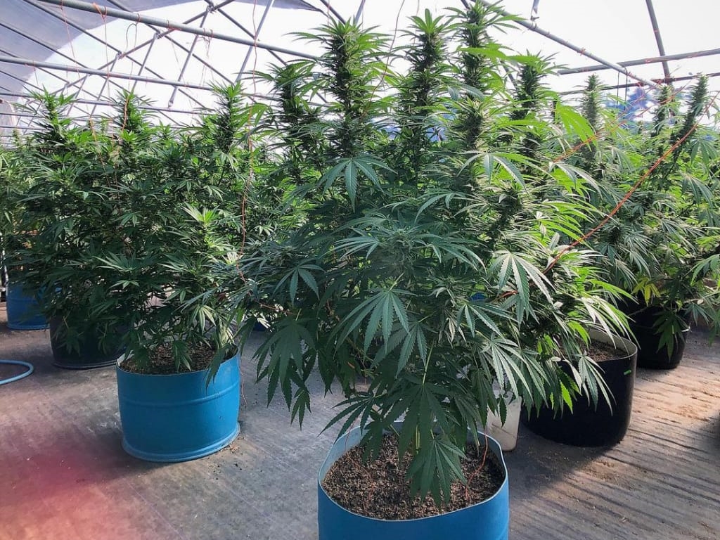 Cultivar Plantas de Marihuana de Gran Tamaño