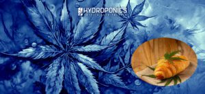 Ricetta dei Croissant alla Cannabis per una Colazione Eccezionale