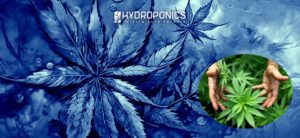 Estratégias para Cultivar Plantas de Canábis de Grande Porte