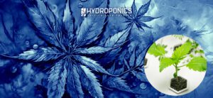 Cultivo Hidropónico de Marihuana: Lo que Debes Saber