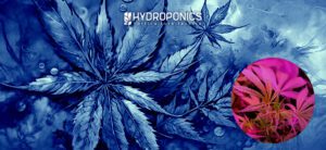 El Impacto de los Fotoperíodos en el Cultivo de Marihuana