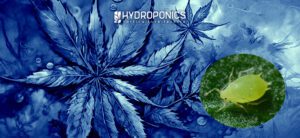 Detecting Micromites on Marijuana Plants: Signs, Symptoms, and Solutions.