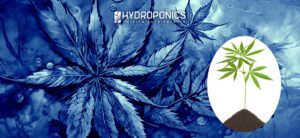 Le meilleur sol pour cultiver du cannabis en intérieur et en extérieur