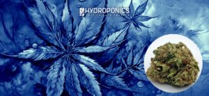 Guia para Obter Flores de CBD de Alta Qualidade: 6 Dicas Úteis