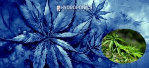 Herramientas y Accesorios para Iniciar tu Cultivo de Marihuana
