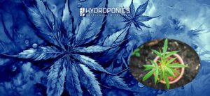 Guia Completa sobre Como Cultivar e Plantar Canábis em Vaso