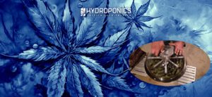 ¿Cuáles son las mejores máquinas para pelar marihuana?