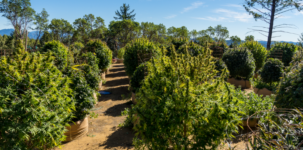 Cultivo de Marihuana en Exterior