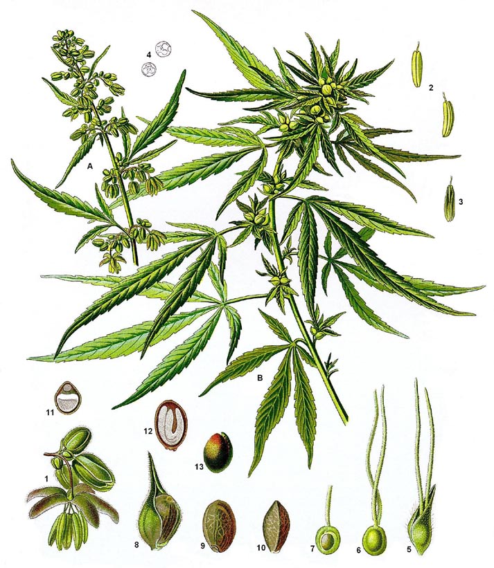 Floración de la Marihuana
