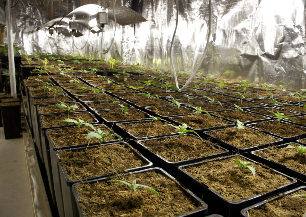 Iluminación en el Cultivo de Cannabis