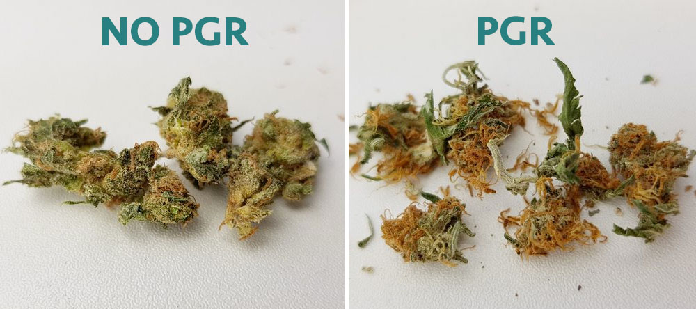 PGR en el Cannabis