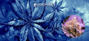Guia para o Processo de Floração da Marijuana