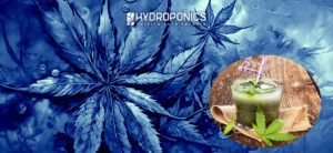 Mojito alla Cannabis: Ricetta e Consigli