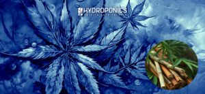 Usar Canela como Enraizante: Una Opción Natural para el Crecimiento de tus Plantas de Marihuana