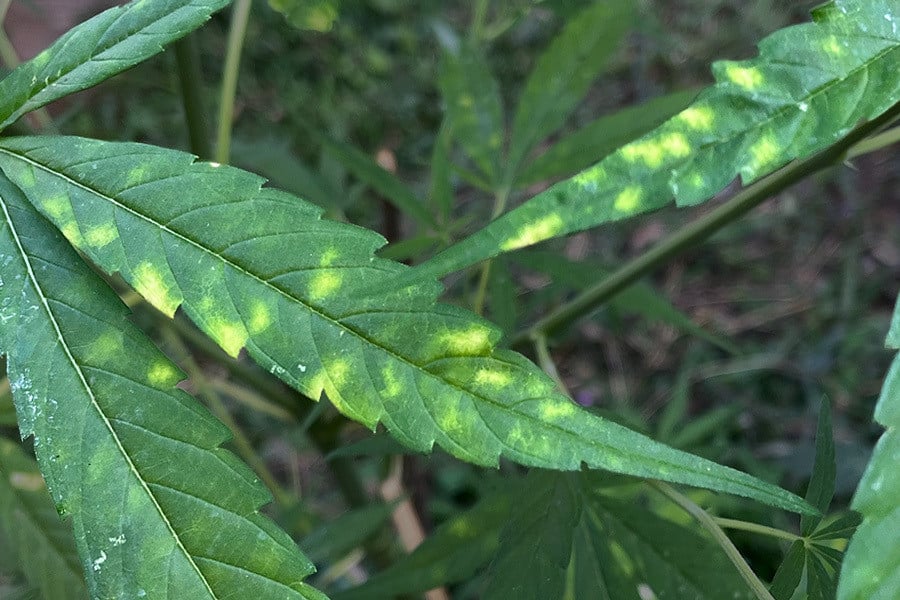 Manchas en las Hojas de la Marihuana