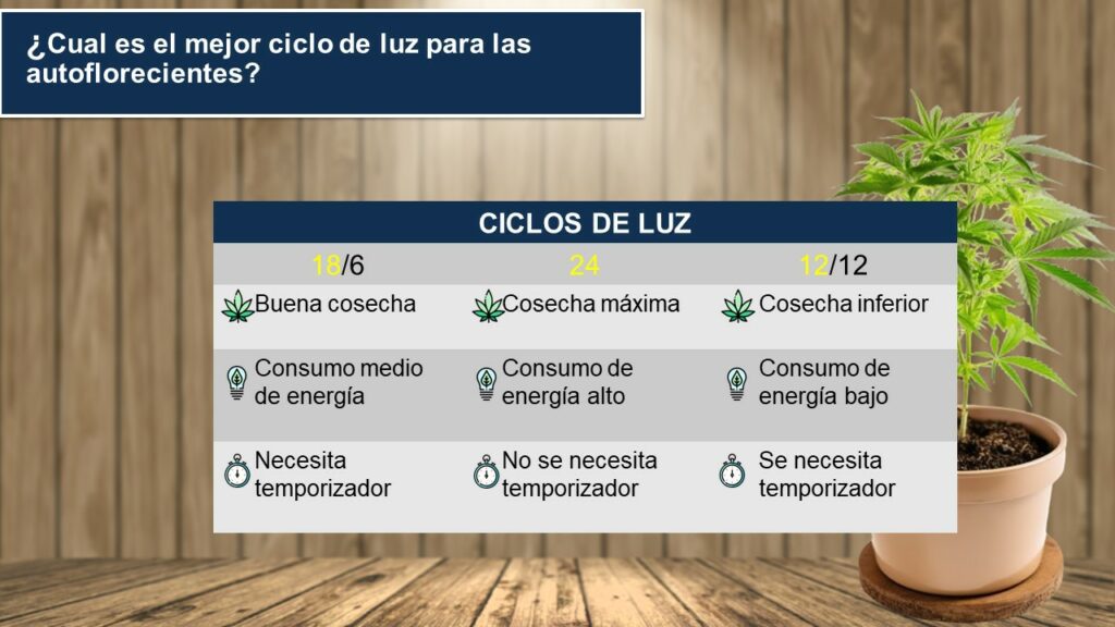 Cultivar Autoflorecientes con Ciclo de Luz de 12/12