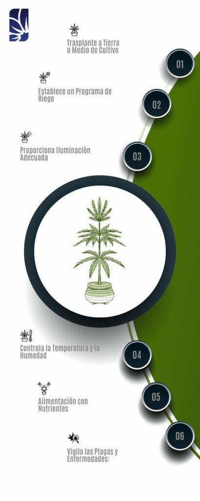 Germinación de Semillas de Cannabis